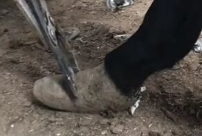 Осликам тоже нужен маникюр
