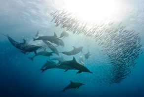 Охота на сардин (8 фото)