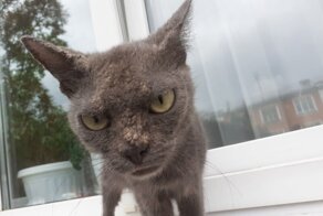 Очень колоритные и красивые котики