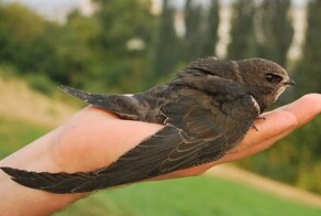 Из тёплых стран прилетают стрижи. Так что, нaс ожидают стрижепады