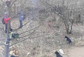 Башкирские школьники спасались от бродячих собак, сидя на дереве