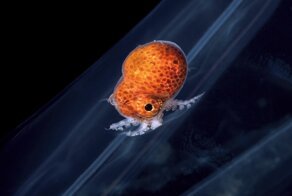 Фотограф-самоучка делает фото личинок морских существ