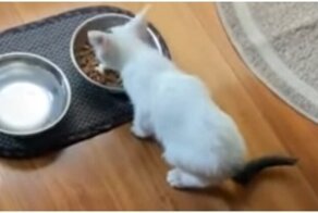 Котенок разговаривает со своей хозяйкой