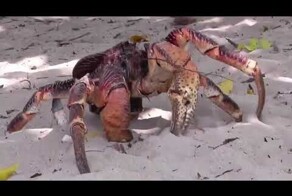 Кокосовый краб - пальмовый вор