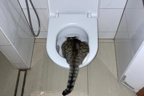 15 котиков, у которых случилось короткое замыкание