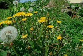 Много шума из ничего: штрафы за одуванчики на дачах