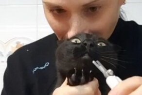 Безопасный для хозяина метод стрижки когтей у кошек