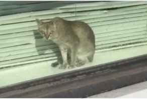 Простая радость мойщика окон