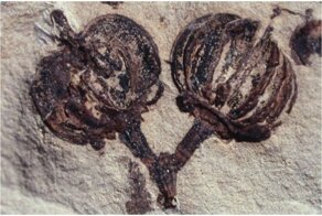 Ископаемое искусство: 20 прекрасных отпечатков растений, которые когда-то жевали динозавры