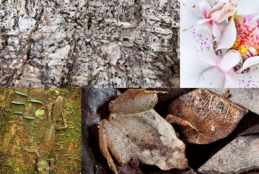 Животные – мастера мимикрии (14 фото)