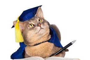 Коты умеют создавать "виртуальные" коробки