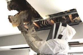 Жители Австралии нашли в потолке целый «улей»