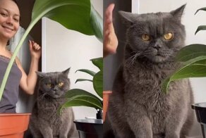 Кот не оценил танцы хозяйки