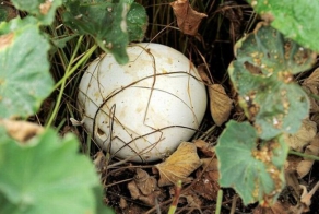 Вот это гриб созрел (3 фото)