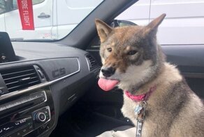 22 животных, у которых иногда сносит крышу
