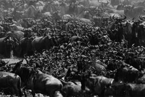 Миграция антилоп гну (12 фото)