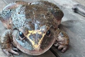 На Соломоновых островах нашли лягушку размером с младенца