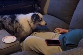 Поскорее бы бросил: муки ожидания пса