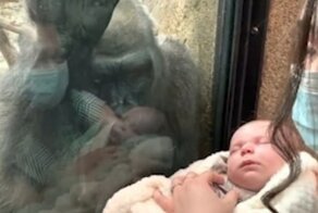 Невероятный момент: горилла очарована человеческим потомством