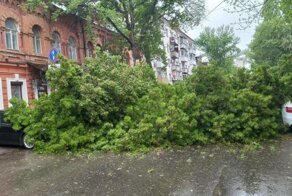 В Саратове на проезжую часть упало старое дерево: повреждения получили четыре автомобиля