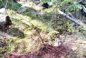 Медведь убил мужчину в Томской области