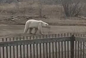 В Якутии наконец поймали белого медведя, который забрел в поселок