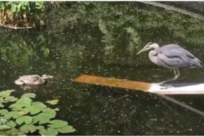 Утка защитила птенцов от цапли