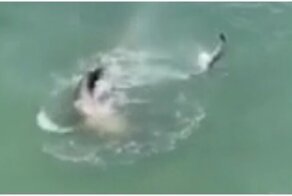 Чайка попыталась обокрасть тюленя и пожалела об этом