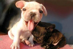 Милые и смешные собачки (19 фото)