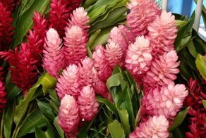 Как выглядят растения, у которых мы едим только «подземные» части