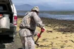 Пляж из икры появился на Сахалине