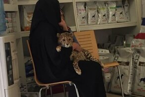 15 поразительных вещей, которые возможны только в Дубае