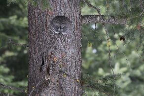 Сову видите? А она есть!