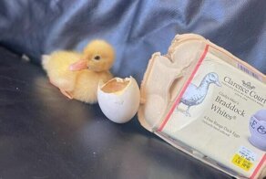 Девушка вырастила утенка из яйца