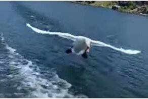 Лебедь попытался атаковать туриста