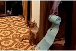 Кот, который умеет решать проблемы
