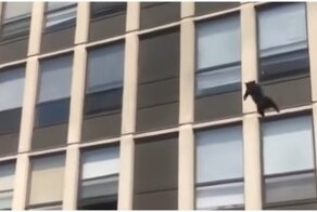 В США кошка пожертвовала одной из девяти жизней, чтобы спастись из горящего здания