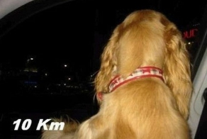 Собака в окно вылезака (10 фото)