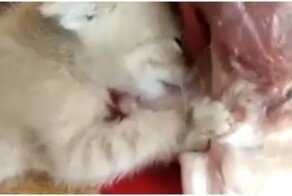 Котенок жадно вцепился в кусок мяса