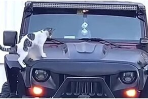 Необычная реакция кота на сигнализацию