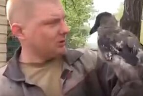 «Кошка, ворона и человек»: продолжение истории