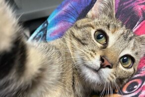 20+ питомцев, которые познают искусство селфи