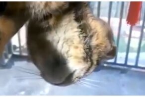 Кот, который заснул самым крепким сном