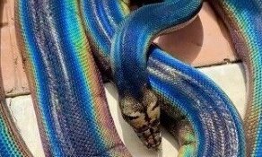 Любитель змей показал своего радужного питона