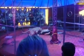 Львица напала на дрессировщика в новосибирском цирке