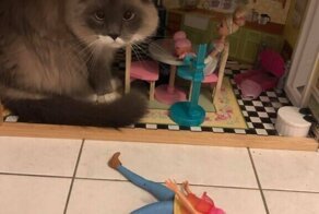 15 животных, которым плевать на все эти ваши запреты