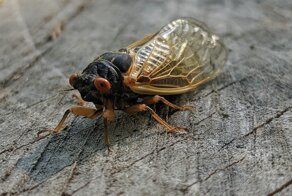 В США началось массовое нашествие цикад