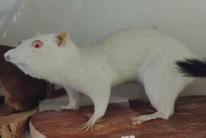 Когда таксидермист — не твое призвание 