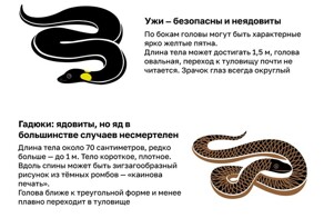 Что делать, если вы встретили змею?