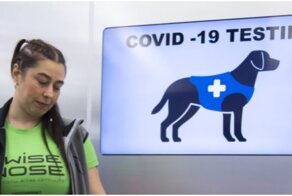 Собаки-ищейки определяют SARS-CoV-2 не хуже ПЦР-теста